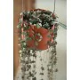 Hanging Planter Elho Plastic Ø 30 cm by Elho, Hanging Planters & Baskets - Ref: S7189800, Price: 31,21 €, Discount: %