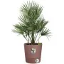 Self-watering flowerpot Elho Brown Plastic Ø 30 cm by Elho, Flower Pots - Ref: S7189828, Price: 52,74 €, Discount: %