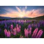 Puzzle Ravensburger 17492 Lupines 500 Pieces by Ravensburger, Jigsaws - Ref: S7192991, Price: 28,05 €, Discount: %