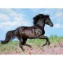 Puzzle Ravensburger 12803 Black Stallion XXL 200 Stücke von Ravensburger, Klassische Puzzles - Ref: S7193420, Preis: 28,59 €,...