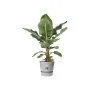 Plant pot Elho Grey Plastic Circular Modern Ø 47 cm by Elho, Flower Pots - Ref: S7196842, Price: 75,94 €, Discount: %