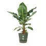 Maceta Elho Verde Ø 55 cm Plástico de Elho, Macetas para flores - Ref: S7196860, Precio: 102,20 €, Descuento: %