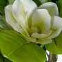 Decorative Plant Alexandra House Living Plastic Magnolia 130 cm by Alexandra House Living, Artificial Plants - Ref: D1626945,...