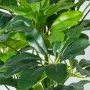 Decorative Plant Alexandra House Living Plastic Schefflera 90 cm by Alexandra House Living, Artificial Trees - Ref: D1626956,...