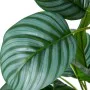 Plante décorative Alexandra House Living Plastique Calathea 90 cm de Alexandra House Living, Plantes artificielles - Réf : D1...