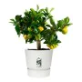 Pot Elho 0464344715000 Blanc Rond de Elho, Pots de fleurs - Réf : S7106351, Prix : 65,35 €, Remise : %