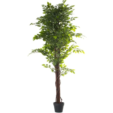 Decorative Plant Alexandra House Living Plastic Fig Tree 16 x 16 x 162 cm by Alexandra House Living, Artificial Plants - Ref:...