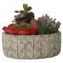 Planta Decorativa Alexandra House Living Plástico Suculenta 20 x 21 x 18 cm de Alexandra House Living, Plantas - Ref: D162361...