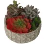 Decorative Plant Alexandra House Living Plastic Succulent 20 x 21 x 18 cm by Alexandra House Living, Artificial Plants - Ref:...