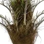 Decorative Plant Alexandra House Living Plastic Palm tree 180 cm by Alexandra House Living, Artificial Trees - Ref: D1626944,...