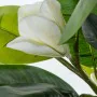 Decorative Plant Alexandra House Living Plastic Magnolia 100 cm by Alexandra House Living, Artificial Plants - Ref: D1626946,...