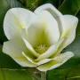 Decorative Plant Alexandra House Living Plastic Magnolia 100 cm by Alexandra House Living, Artificial Plants - Ref: D1626946,...