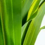 Decorative Plant Alexandra House Living Plastic Dracaena 180 cm by Alexandra House Living, Artificial Plants - Ref: D1626951,...