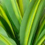 Decorative Plant Alexandra House Living Plastic Dracaena 130 cm by Alexandra House Living, Artificial Plants - Ref: D1626952,...