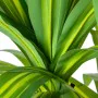 Decorative Plant Alexandra House Living Plastic Dracaena 130 cm by Alexandra House Living, Artificial Plants - Ref: D1626952,...