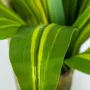 Pianta Decorativa Alexandra House Living Plastica Dracaena 130 cm di Alexandra House Living, Piante artificiali - Rif: D16269...