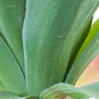 Decorative Plant Alexandra House Living Plastic Yucca 70 cm by Alexandra House Living, Artificial Plants - Ref: D1626954, Pri...