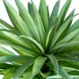 Plante décorative Alexandra House Living Plastique yucca 120 cm de Alexandra House Living, Plantes artificielles - Réf : D162...