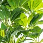 Decorative Plant Alexandra House Living Plastic Schefflera 155 cm by Alexandra House Living, Artificial Trees - Ref: D1626958...