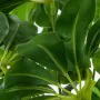 Decorative Plant Alexandra House Living Plastic Schefflera 155 cm by Alexandra House Living, Artificial Trees - Ref: D1626958...