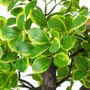 Decorative Plant Alexandra House Living Plastic Euonymus 45 cm by Alexandra House Living, Artificial Plants - Ref: D1626962, ...