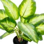 Plante décorative Alexandra House Living Plastique Aglaonema 50 cm de Alexandra House Living, Plantes artificielles - Réf : D...