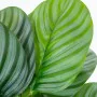 Dekorationspflanze Alexandra House Living Kunststoff Calathea 50 cm von Alexandra House Living, Pflanzen - Ref: D1626966, Pre...