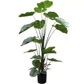 Planta Decorativa Alexandra House Living Plástico Calathea 150 cm de Alexandra House Living, Plantas - Ref: D1626968, Preço: ...