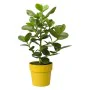 Pot Elho Ocre Ø 30 cm de Elho, Pots de fleurs - Réf : S7152164, Prix : 35,15 €, Remise : %