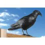 Répulsif EDM Oiseaux Corbeau polypropylène 36 x 13 x 18 cm de EDM, Lutte contre les oiseaux - Réf : S7914840, Prix : 5,37 €, ...