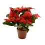 Planta Decorativa Lifetime Vermelho Poinsétia Ø 27 cm de Lifetime, Natal - Ref: S7924588, Preço: 10,83 €, Desconto: %