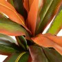 Plante décorative Dracaena Marron Vert PVC 140 cm de BigBuy Home, Plantes artificielles - Réf : S8800351, Prix : 64,54 €, Rem...