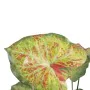 Plante décorative 48 x 46 x 55 cm Rouge Vert PVC de BigBuy Home, Plantes artificielles - Réf : S8801664, Prix : 31,82 €, Remi...