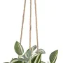 Plante décorative 24 x 35 x 25 cm Blanc Vert PVC de BigBuy Home, Plantes artificielles - Réf : S8801666, Prix : 23,50 €, Remi...