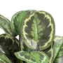 Decorative Plant 37 x 37 x 41 cm Green PVC by BigBuy Home, Artificial Plants - Ref: S8801681, Price: 29,17 €, Discount: %