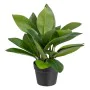 Plante décorative 50 x 45 x 48 cm Vert PVC de BigBuy Home, Plantes artificielles - Réf : S8801682, Prix : 35,79 €, Remise : %