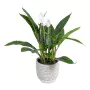 Planta Decorativa 40 x 41 x 48 cm Verde PVC de BigBuy Home, Plantas - Ref: S8801684, Precio: 37,16 €, Descuento: %