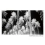 Canvas Palms 120 x 4 x 70 cm Palm tree by BigBuy Home, Prints on Canvas - Ref: S8803209, Price: 120,17 €, Discount: %