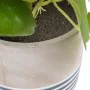 Decorative Plant Cement PEVA Sheets 11,5 x 11,5 x 39 cm by BigBuy Home, Artificial Plants - Ref: S8804246, Price: 14,88 €, Di...