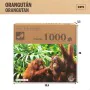 Puzzle Colorbaby Orangutan 6 Stück 68 x 50 x 0,1 cm von Colorbaby, Klassische Puzzles - Ref: S8900396, Preis: 48,68 €, Rabatt: %