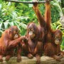 Puzzle Colorbaby Orangutan 6 Stück 68 x 50 x 0,1 cm von Colorbaby, Klassische Puzzles - Ref: S8900396, Preis: 48,68 €, Rabatt: %