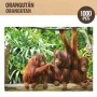 Puzzle Colorbaby Orangutan 6 Stück 68 x 50 x 0,1 cm von Colorbaby, Klassische Puzzles - Ref: S8900396, Preis: 48,68 €, Rabatt: %