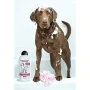 Shampoing pour animaux de compagnie Wahl Clean & Calm 750 ml de Wahl, Shampooings et après-shampooings - Réf : S9109362, Prix...