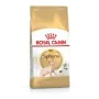 Cat food Royal Canin Sphynx Adult Chicken Pig 2 Kg by Royal Canin, Dry - Ref: S9111292, Price: 34,34 €, Discount: %