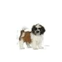 Fodder Royal Canin Shih Tzu Puppy Kid/Junior Chicken Vegetable 500 g by Royal Canin, Dry - Ref: S9111318, Price: 8,83 €, Disc...