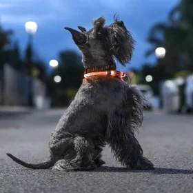 LED Collar for Pets Petlux InnovaGoods by InnovaGoods, Collars - Ref: V0103458, Price: 9,90 €, Discount: %