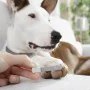 Cortaúñas con LED para Mascotas Clipet InnovaGoods de InnovaGoods, Cuidado de las uñas - Ref: V0103612, Precio: 8,99 €, Descu...