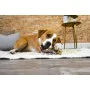 Giocattoli per cani Nylabone Pollo 11 Crema animali di Nylabone, Giocattoli da mordere - Rif: S6104421, Prezzo: 12,14 €, Scon...