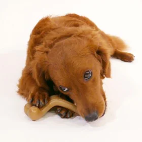 Dog toy Nylabone Chicken 20 Cream animals by Nylabone, Biting toys - Ref: S6104447, Price: 9,34 €, Discount: %