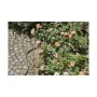 Mangueira Gardena (15 m) de Gardena, Mangueiras e acessórios - Ref: S7910762, Preço: 74,54 €, Desconto: %